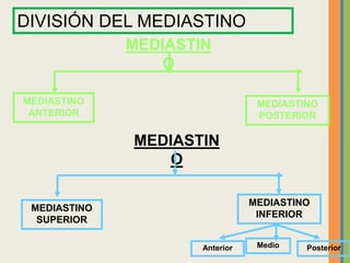 MEDIASTIN
O
MEDIASTINO
ANTERIOR
MEDIASTINO
POSTERIOR
MEDIASTIN
O
MEDIASTINO
SUPERIOR
MEDIASTINO
INFERIOR
Anterior Medio Posterior
DIVISIÓN DEL MEDIASTINO
 