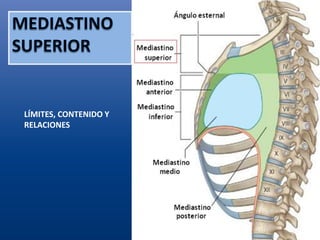 LÍMITES, CONTENIDO Y
RELACIONES
 