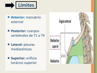 Límites
 Anterior: manubrio
esternal
 Posterior: cuerpos
vertebrales de T1 a T4
 Lateral: pleuras
mediastínicas
 Superior: orificio
torácico superior
 