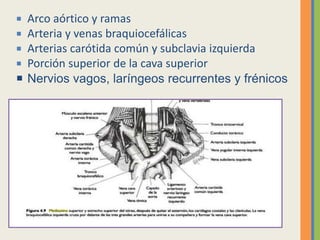  Arco aórtico y ramas
 Arteria y venas braquiocefálicas
 Arterias carótida común y subclavia izquierda
 Porción superior de la cava superior
 Nervios vagos, laríngeos recurrentes y frénicos
 