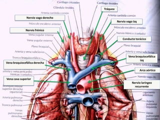 Arco aórtico
Vena braquiocefálica
izq
Vena braquiocefálica derecha
Conducto torácico
Tráquea
Nervio vago izq
Nervio vago derecho
Vena cava superior
Nervio frénico
Nervio laríngeo
recurrente
 