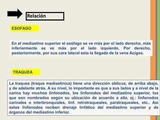 Relación
ESOFAGO
TRAQUEA
La traquea (traque mediastinica) tiene una dirección oblicua, de arriba abajo,
y de adelante atrás. A su nivel, lo importante es que a sus lados y a nivel de la
carina hay muchos linfonodos, los linfonodos del mediastino superior, los
que son nombrados según su ubicación de acuerdo a ella, ej.: linfonodos
carinales o interbronquiales, linf. retrotraqueales, paratraqueales, etc.. Así
estos linfonodos reciben drenaje linfático del mediastino superior y de
órganos del mediastino inferior.
En el mediastino superior el esófago se ve más por el lado derecho, más
inferiormente se ve más por el lado izquierdo. Por derecho,
posteriormente, por sus cara lateral esta la llegada de la vena Acigos.
 