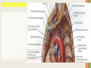 Originado a nivel
cervical en la raíz de C4
(fundamentalmente), a
nivel del cuello va a
bajar por delante del
músculo escaleno
anterior, a este mismo
nivel el frénico se
comienza a hacerse
levemente más
posterior y hacia la
línea media va a pasar
por delante de la arteria
subclavia (entre los
vasos subclavios),
terminando en el
diafragma.
NERVIO FRÉNICO:
 