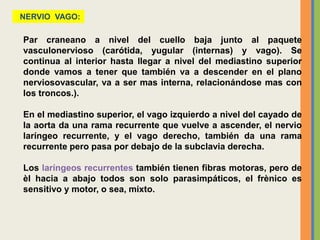 Par craneano a nivel del cuello baja junto al paquete
vasculonervioso (carótida, yugular (internas) y vago). Se
continua al interior hasta llegar a nivel del mediastino superior
donde vamos a tener que también va a descender en el plano
nerviosovascular, va a ser mas interna, relacionándose mas con
los troncos.).
En el mediastino superior, el vago izquierdo a nivel del cayado de
la aorta da una rama recurrente que vuelve a ascender, el nervio
laríngeo recurrente, y el vago derecho, también da una rama
recurrente pero pasa por debajo de la subclavia derecha.
Los laríngeos recurrentes también tienen fibras motoras, pero de
èl hacia a abajo todos son solo parasimpáticos, el frènico es
sensitivo y motor, o sea, mixto.
NERVIO VAGO:
 