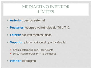 MEDIASTINO INFERIOR
LÍMITES
 Anterior: cuerpo esternal
 Posterior: cuerpos vertebrales de T5 a T12
 Lateral: pleuras mediastínicas
 Superior: plano horizontal que va desde
 Ángulo esternal (Louis), por delante
 Disco intervertebral T4 – T5 por detrás
 Inferior: diafragma
 