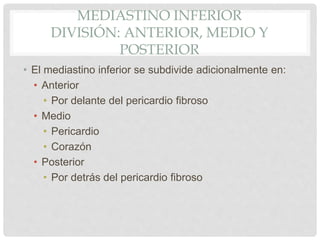 MEDIASTINO INFERIOR
DIVISIÓN: ANTERIOR, MEDIO Y
POSTERIOR
• El mediastino inferior se subdivide adicionalmente en:
• Anterior
• Por delante del pericardio fibroso
• Medio
• Pericardio
• Corazón
• Posterior
• Por detrás del pericardio fibroso
 