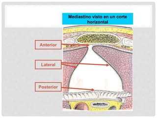 Posterior
Anterior
Lateral
Mediastino visto en un corte
horizontal
 