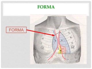 FORMA
FORMA
 