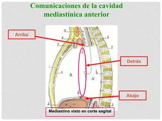 Comunicaciones de la cavidad
mediastínica anterior
Mediastino visto en corte sagital
Abajo
Arriba
Detrás
 