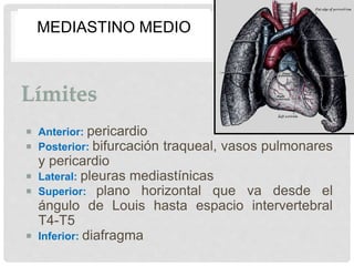 MEDIASTINO MEDIO
 Anterior: pericardio
 Posterior: bifurcación traqueal, vasos pulmonares
y pericardio
 Lateral: pleuras mediastínicas
 Superior: plano horizontal que va desde el
ángulo de Louis hasta espacio intervertebral
T4-T5
 Inferior: diafragma
 