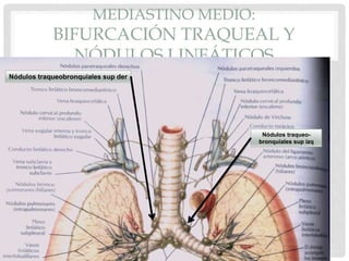 MEDIASTINO MEDIO:
BIFURCACIÓN TRAQUEAL Y
NÓDULOS LINFÁTICOS
Nódulos traqueobronquiales sup der
Nódulos traqueo-
bronquiales sup izq
 