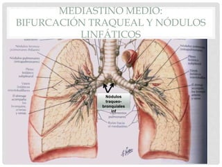 MEDIASTINO MEDIO:
BIFURCACIÓN TRAQUEAL Y NÓDULOS
LINFÁTICOS
Nódulos
traqueo-
bronquiales
inf
 