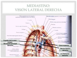 MEDIASTINO:
VISIÓN LATERAL DERECHA
Cava superior
Bronquio principal
derecho
Cayado de la vena
ácigos
A. Pulmonar
derecha
Nervio frénico
derecho
 