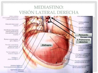 MEDIASTINO:
VISIÓN LATERAL DERECHA
Diafragma
Pericardio
fibroso
V. Pulmonares
derechas
 