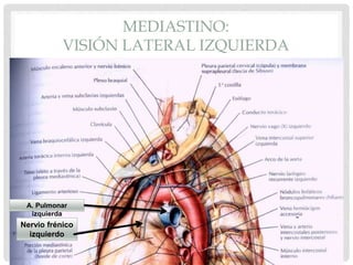 MEDIASTINO:
VISIÓN LATERAL IZQUIERDA
Nervio frénico
izquierdo
A. Pulmonar
izquierda
 