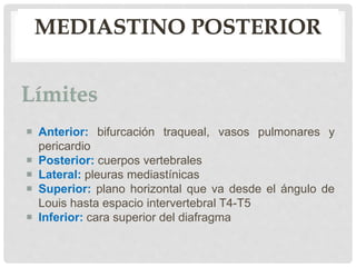 MEDIASTINO POSTERIOR
 Anterior: bifurcación traqueal, vasos pulmonares y
pericardio
 Posterior: cuerpos vertebrales
 Lateral: pleuras mediastínicas
 Superior: plano horizontal que va desde el ángulo de
Louis hasta espacio intervertebral T4-T5
 Inferior: cara superior del diafragma
 