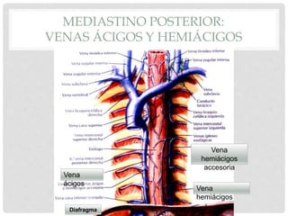 MEDIASTINO POSTERIOR:
VENAS ÁCIGOS Y HEMIÁCIGOS
Vena
hemiácigos
Vena
hemiácigos
accesoria
Vena
ácigos
Diafragma
 