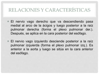 RELACIONES Y CARACTERÍSTICAS
 El nervio vago derecho que va descendiendo pasa
medial al arco de la ácigos y luego posterior a la raíz
pulmonar derecha (forma el plexo pulmonar der.).
Después, se aplica en la cara posterior del esófago.
 El nervio vago izquierdo desciende posterior a la raíz
pulmonar izquierda (forma el plexo pulmonar izq.). Es
anterior a la aorta y luego se sitúa en la cara anterior
del esófago.
 