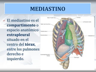 MEDIASTINO
 El mediastino es el
compartimento o
espacio anatómico
extrapleural
situado en el
centro del tórax,
entre los pulmones
derecho e
izquierdo.
 