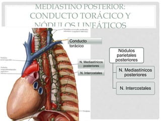 MEDIASTINO POSTERIOR:
CONDUCTO TORÁCICO Y
NÓDULOS LINFÁTICOS
Nódulos
parietales
posteriores
N. Mediastínicos
posteriores
N. Intercostales
Conducto
torácico
N. Mediastínicos
posteriores
N. Intercostales
 