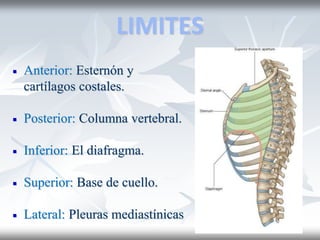 LIMITES
 Anterior: Esternón y
cartílagos costales.
 Posterior: Columna vertebral.
 Inferior: El diafragma.
 Superior: Base de cuello.
 Lateral: Pleuras mediastínicas
 