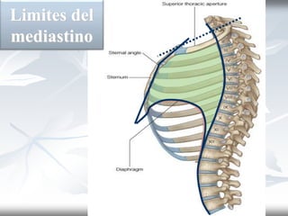 Limites del
mediastino
 