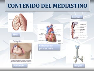 CONTENIDO DEL MEDIASTINO
Timo
Corazón y sus
grandes vasos
Pericardio tráquea
Esófago
 