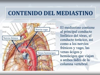  El mediastino contiene
al principal conducto
linfático del tórax, el
conducto torácico, así
como a los nervios
frénicos y vago, las
venas ácigos y
hemiácigos que viajan
a ambos lados de la
columna vertebral.
CONTENIDO DEL MEDIASTINO
Nervio frénico
Nervio vago
Venas hemiacigos
 