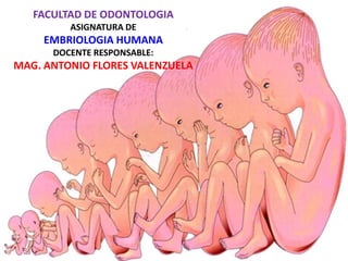 FACULTAD DE ODONTOLOGIA
         ASIGNATURA DE
     EMBRIOLOGIA HUMANA
      DOCENTE RESPONSABLE:
MAG. ANTONIO FLORES VALENZUELA
 