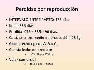 Perdidas por reproducción
• INTERVALO ENTRE PARTO: 475 días.
• Ideal: 385 días.
• Perdida: 475 – 385 = 90 días.
• Calcular el promedio de producción: 18 kg.
• Grado tecnologico: A, B o C.
• Cuanta leche no produjo:
» 90 X 18kg = - 1620 kg
• Valor comercial
» 1620 X 0.33 = - 534.60
 