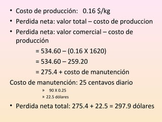 • Costo de producción: 0.16 $/kg
• Perdida neta: valor total – costo de produccion
• Perdida neta: valor comercial – costo de
producción
= 534.60 – (0.16 X 1620)
= 534.60 – 259.20
= 275.4 + costo de manutención
Costo de manutención: 25 centavos diario
» 90 X 0.25
» 22.5 dólares
• Perdida neta total: 275.4 + 22.5 = 297.9 dólares
 
