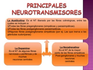 La Acetilcolina: Es el NT liberado por las fibras colinérgicas, entre las
cuales se incluyen a:
Todas las fibras preganglionares (simpáticas y parasimpáticas).
Todas las fibras postganglionares parasimpáticas.
Algunas fibras postganglionares simpáticas (por ej. Las que inerva a las
glándulas sudoríparas)




       La Dopamina:                             La Noradrenalina:
 Es el NT de algunas fibras                    Es el NT de la mayor
 nerviosas y periféricas y de              parte de las fibras simpáticas
          muchas                            Post-ganglionares y muchas
    neuronas centrales                               neuronas
                                                      centrales
 