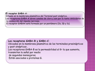 El receptor GABA-A :
Situado en la membrana plasmática del Terminal post sináptico.
Los receptores GABA-A abren canales de cloro y son por lo tanto inhibidores de
 la conducción del impulso nervioso.
 El receptor GABAA está formado por un pentámero (2α, 2β y 1γ).




  Los receptores GABA-B y GABA-C:
  Ubicados en la membrana plasmática de los terminales presinápticos
  y post sinápticos .
  Los receptores GABA-B es la permeabilidad al K+ la que aumenta,
  transmiten la señal por medio
   de segundos mensajeros.
   Están asociados a proteínas G.
 