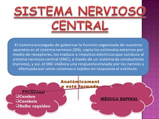Anatómicament
                  e está formado
  ENCÉFALO
Cerebro
                                   MÉDULA ESPINAL
Cerebelo
Bulbo raquídeo
 