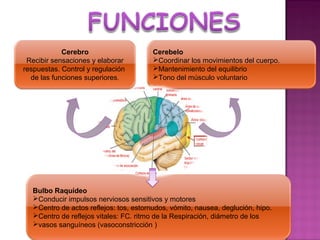 Cerebro                      Cerebelo
 Recibir sensaciones y elaborar          Coordinar los movimientos del cuerpo.
respuestas. Control y regulación         Mantenimiento del equilibrio
  de las funciones superiores.           Tono del músculo voluntario




   Bulbo Raquídeo
   Conducir impulsos nerviosos sensitivos y motores
   Centro de actos reflejos: tos, estornudos, vómito, nausea, deglución, hipo.
   Centro de reflejos vitales: FC. ritmo de la Respiración, diámetro de los
   vasos sanguíneos (vasoconstricción )
 