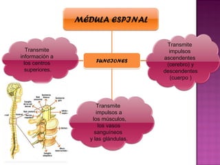 MÉDULA ESPINAL

                                       Transmite
   Transmite                            impulsos
información a                         ascendentes
  los centros        FUNCIONES
                                       (cerebro) y
  superiores.                         descendentes
                                         (cuerpo )




                      Transmite
                      impulsos a
                    los músculos,
                       los vasos
                     sanguíneos
                   y las glándulas.
 