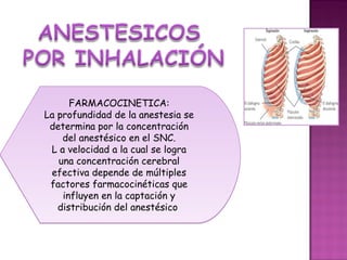 FARMACOCINETICA:
La profundidad de la anestesia se
 determina por la concentración
    del anestésico en el SNC.
 L a velocidad a la cual se logra
   una concentración cerebral
 efectiva depende de múltiples
 factores farmacocinéticas que
    influyen en la captación y
   distribución del anestésico
 