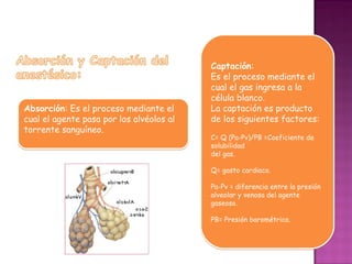 Captación:
                                          Es el proceso mediante el
                                          cual el gas ingresa a la
                                          célula blanco.
Absorción: Es el proceso mediante el      La captación es producto
cual el agente pasa por los alvéolos al   de los siguientes factores:
torrente sanguíneo.
                                          C= Q (Pa-Pv)/PB =Coeficiente de
                                          solubilidad
                                          del gas.

                                          Q= gasto cardiaco.

                                          Pa-Pv = diferencia entre la presión
                                          alveolar y venosa del agente
                                          gaseoso.

                                          PB= Presión barométrica.
 