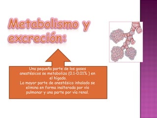 Una pequeña parte de los gases
anestésicos se metaboliza (0.1-0.01% ) en
                el hígado.
La mayor parte de anestésico inhalado se
   elimina en forma inalterada por vía
   pulmonar y una parte por vía renal.
 