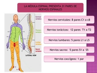 LA MÉDULA ESPINAL PRESENTA 31 PARES DE
          NERVIOS ESPINALES


                 Nervios cervicales: 8 pares C1 a c8


                Nervios torácicos: 12 pares T1 a T2


                 Nervios lumbares: 5 pares L1 a L5


                  Nervios sacros: 5 pares S1 a S5


                      Nervios coccígeos: 1 par
 