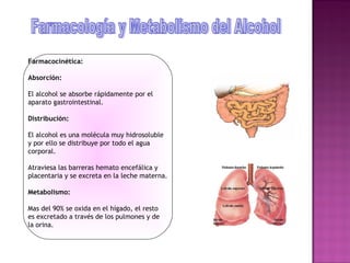 Farmacocinética:

Absorción:

El alcohol se absorbe rápidamente por el
aparato gastrointestinal.

Distribución:

El alcohol es una molécula muy hidrosoluble
y por ello se distribuye por todo el agua
corporal.

Atraviesa las barreras hemato encefálica y
placentaria y se excreta en la leche materna.

Metabolismo:

Mas del 90% se oxida en el hígado, el resto
es excretado a través de los pulmones y de
la orina.
 