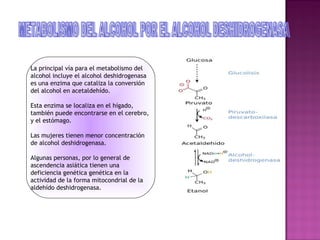 La principal vía para el metabolismo del
alcohol incluye el alcohol deshidrogenasa
es una enzima que cataliza la conversión
del alcohol en acetaldehído.

Esta enzima se localiza en el hígado,
también puede encontrarse en el cerebro,
y el estómago.

Las mujeres tienen menor concentración
de alcohol deshidrogenasa.

Algunas personas, por lo general de
ascendencia asiática tienen una
deficiencia genética genética en la
actividad de la forma mitocondrial de la
aldehído deshidrogenasa.
 
