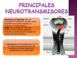 Glutamato y el Aspartato: Son los
principales NT excitatorios del SNC. Están
presentes en la corteza cerebral, el
cerebelo y la médula espinal.
GABA: Es el principal NT inhibitorio
cerebral. Deriva del ácido glutámico,
mediante la decarboxilación realizada por
la glutamato-descarboxilasa




 La Serotonina (5-hidroxitriptamina) (5-HT)
    Se origina en el núcleo del rafe y las
     neuronas de la línea media de la
      protuberancia y el mesencéfalo
 