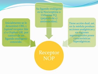 Su ligando endógeno
                         es la Nociceptina u
                            Orfanina FQ,
                            (péptido de 17
                           aminoàcidos).
  Inicialmente se le                           Tiene acción dual; así,
  denominó ORL-1                               en la médula produce
(opioid receptor like                          acciones analgésicas y
1) u Orphan OR, por                                 en regiones
    carecer de un                              supraespinales posee
 ligando endógeno                                  características
      conocido.                                    hiperalgésicas.



                          Receptor
                           NOP
 