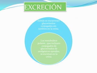 EXCRECIÓN
   Admás se encuentran
      glucorónidos
     conjugados sin
   cambios en la orina.



     Los metabolitos
   polares , que incluyen
      conjugados de
     glucorónidos de
   analgésicos opioides,
     se excretan en la
           orina.
 