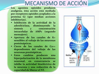 MECANISMO DE ACCIÓN
Los agonista opioides producen
analgesia, ésta acción está mediada
por receptores opioides acoplados a la
proteína Gi (que median acciones
inhibitorias).
 Inhibición de la actividad de la
  adenilciclasa, disminuyendo la
  síntesis      y       concentración
  intracelular de AMPc (segundo
  mensajero).
 Apertura de los canales de K+
  sensibles al voltaje de las neuronas
  postsinápticas.
 Cierre de los canales de Ca++
  dependientes del voltaje de las
  neuronas presinápticas.
 Estos cambios producen una
  hiperpolarización de la membrana
  neuronal, en consecuencia se
  inhibe la actividad bioeléctrica de
  la neurona y una reducción de la
  capacidad de liberar el NT.
 
