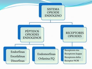 SISTEMA
                      OPIOIDE
                     ENDÓGENO




          PÉPTIDOS
                                 RECEPTORES
          OPIOIDES
                                  OPIOIDES
         ENDOGENOS



                                Receptores mu
Endorfinas
                Endomorfinas    Receptores kappa
Encefalinas                     Receptores delta
                Orfanina FQ
Dinorfinas                      Receptor NOR
 