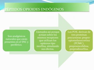 PÉPTIDOS OPIOIDES ENDÓGENOS




                        Llamados así porque   Los POE, derivan de
                          actúan sobre los       tres proteínas
   Son analgésicos
                         mismos receptores    precursoras: prepro-
 naturales que están
                           que utilizan los   opiomelanocortina
presentes en el SNC y
                            opiáceos tipo          (POMC),
     periférico.
                        morfina, simulando     preproencefalina,
                             sus efectos.       preprodinorfina.
 