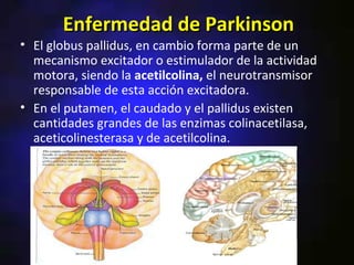 Enfermedad de Parkinson
• El globus pallidus, en cambio forma parte de un
  mecanismo excitador o estimulador de la actividad
  motora, siendo la acetilcolina, el neurotransmisor
  responsable de esta acción excitadora.
• En el putamen, el caudado y el pallidus existen
  cantidades grandes de las enzimas colinacetilasa,
  aceticolinesterasa y de acetilcolina.
 