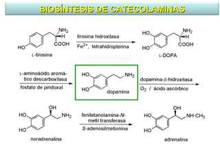 BIOSÍNTESIS DE CATECOLAMINAS
 